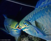 Parrotfish Reflection by Herb Rafael